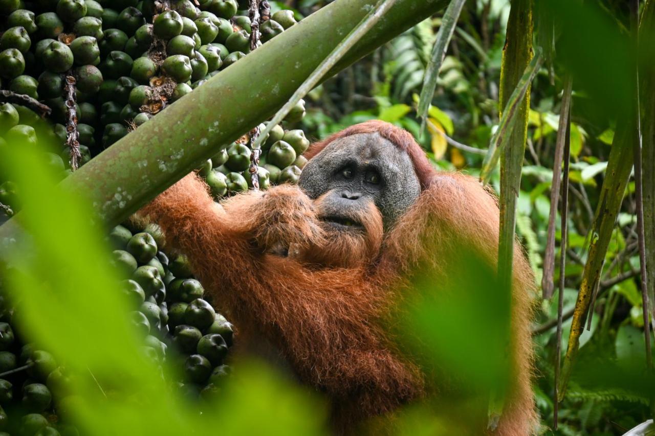 Sumatra Expedition Lodge Bukit Lawang Exterior foto